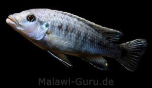 Pseudotropheus benetos 'Magunga'